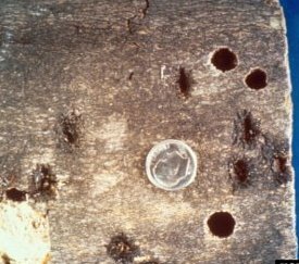 Capricornes asiatiques : trou de la taille d'une pièce de monnaie (Photo Forestry I.) - cliquez pour agrandir