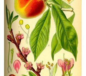 Planche illustée Prunus source : wikipédia - cliquez pour agrandir