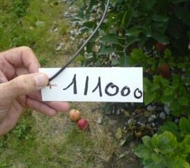Ecriture étiquette identifiant parcelle - cliquez pour agrandir