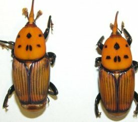 adultes - photo E Chapin - cliquez pour agrandir