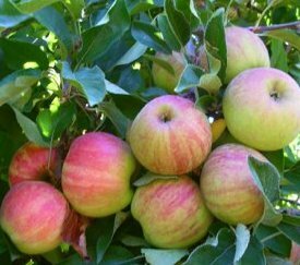 Pomme - cliquez pour agrandir