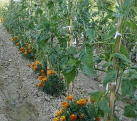 Association de plantes au potager - cliquez pour agrandir