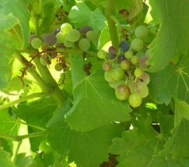 Symptômes sur Grappes - cliquez pour agrandir