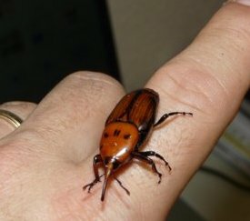 adulte - photo E Chapin - cliquez pour agrandir