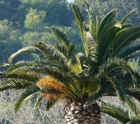 Désaxement des palmes centrales - cliquez pour agrandir