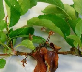 Symptômes sur bouquet de pommiers - cliquez pour agrandir