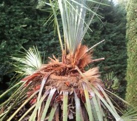 attaque caractéristique sur Chamaerops humilis - cliquez pour agrandir