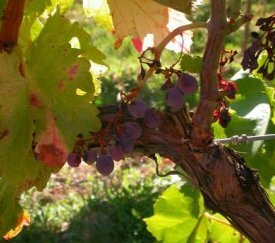 Symptômes sur Grappes - cliquez pour agrandir