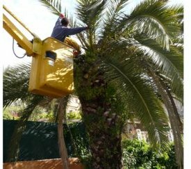 coupe des palmes - cliquez pour agrandir