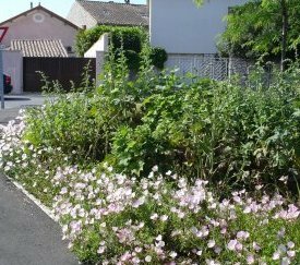 Plantes couvre-sols - cliquez pour agrandir