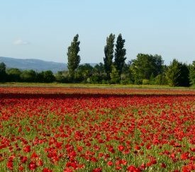 Champ de coquelicots aux Taillades (84) - cliquez pour agrandir