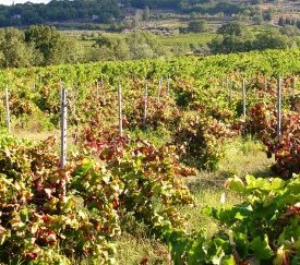 50. - cliquez pour agrandir