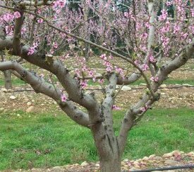 Arbre marqué en fleur - cliquez pour agrandir