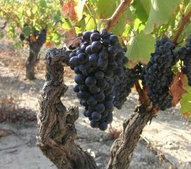 Cep de grenache - cliquez pour agrandir