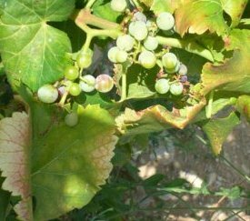 Symtômes sur Grappes - cliquez pour agrandir