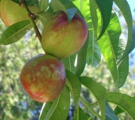 Symptômes sur fruits de nectarines - cliquez pour agrandir