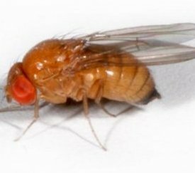 Drosophilla suzukii femelle - cliquez pour agrandir