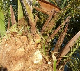 taille d'assainissement en cours - cliquez pour agrandir