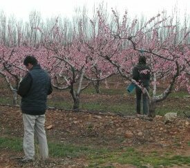 20.Prospection sur fleurs - cliquez pour agrandir
