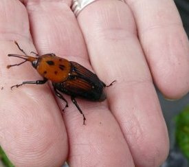 Charançon rouge - cliquez pour agrandir