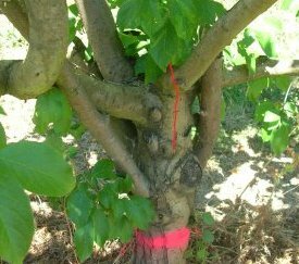 Arbre marqué - cliquez pour agrandir