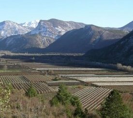 Vergers de pommiers des Hautes-Alpes - cliquez pour agrandir