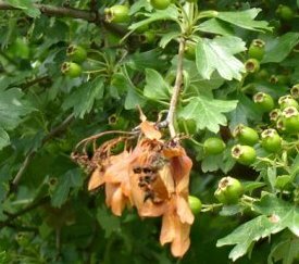 Symptômes sur bouquets d'aubépines - cliquez pour agrandir