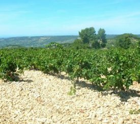 vigne - cliquez pour agrandir