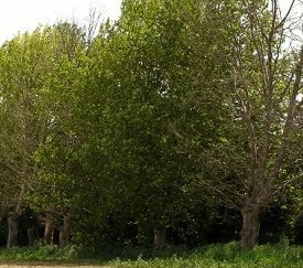 - cliquez pour agrandir