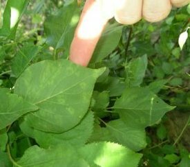 Symptômes sur feuilles d'abricotier - cliquez pour agrandir