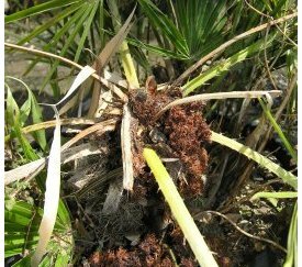 amas de sciures sur Chamaerops - cliquez pour agrandir