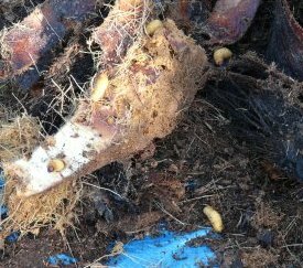 bases de palmes colonisées par les larves de charançon - cliquez pour agrandir