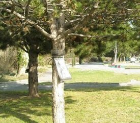 Le piégeage d'hiver : piège à chenilles - cliquez pour agrandir