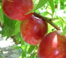 20.Nectarines - cliquez pour agrandir