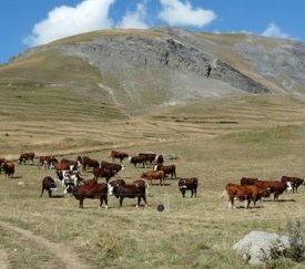 pâturage - cliquez pour agrandir