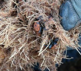 fibres de palmier colonisées par des adultes - cliquez pour agrandir