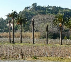 Phoenix canariensis morts dans un alignement - cliquez pour agrandir