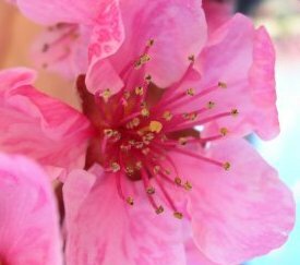 Symptômes sur fleurs de pêcher - cliquez pour agrandir
