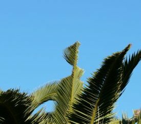 Encoches sur palmes - cliquez pour agrandir