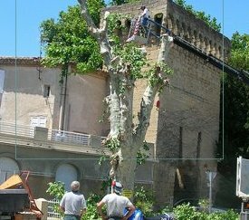 Chantier d'abattage - cliquez pour agrandir