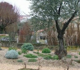 Jardin sec à Vaison La Romaine (84) - cliquez pour agrandir