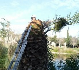 fin de taille d'assainissement - cliquez pour agrandir