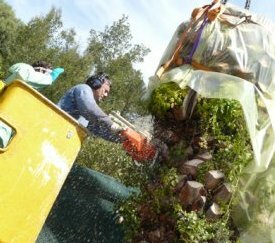 bâchage de la tête (abattage) - cliquez pour agrandir