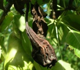 Symptômes sur fruits de poiriers - cliquez pour agrandir