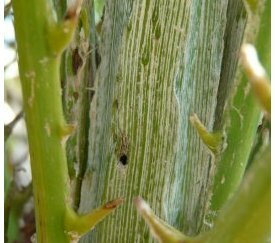 perforation de palme sur Washingtonia - cliquez pour agrandir