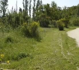 Fauchage - cliquez pour agrandir