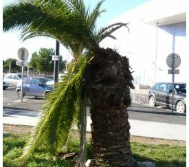 palmier Phoenix fortement attaqué - cliquez pour agrandir