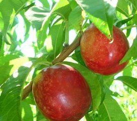 10.Nectarines - cliquez pour agrandir
