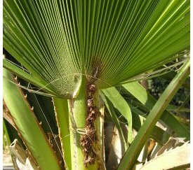 galerie dans le pétiole sur Washingtonia - cliquez pour agrandir