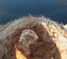 bourgeon sain, palmier assaini - cliquez pour agrandir